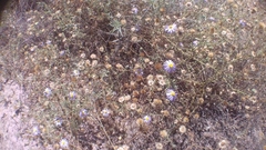 Leucosyris coulteri