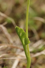 Botrychium simplex image