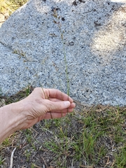 Poa wheeleri