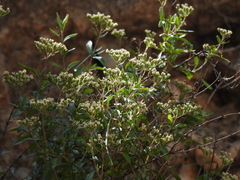 Fendlerella utahensis