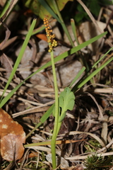 Botrychium simplex