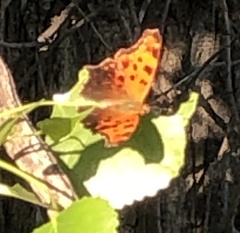 Polygonia comma