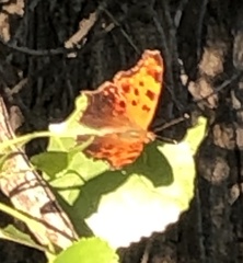 Polygonia comma