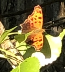 Polygonia comma
