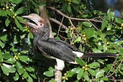 Trumpeter Hornbill photo 4