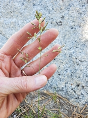 Poa wheeleri