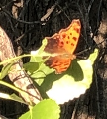 Polygonia comma
