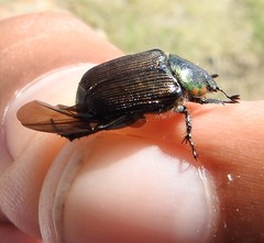 Strigoderma sulcipennis