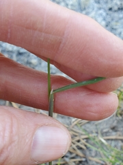 Poa wheeleri