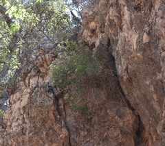 Fendlerella utahensis