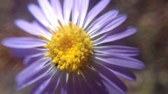 Leucosyris coulteri