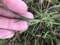 Liatris cymosa