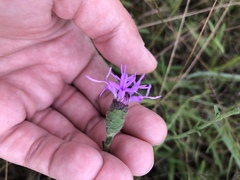 Liatris cymosa