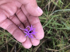 Liatris cymosa