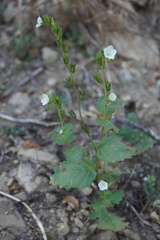 Phacelia viscida albiflora