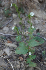 Phacelia viscida albiflora