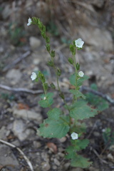 Phacelia viscida albiflora