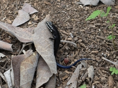 Plestiodon obsoletus