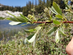 Salix eastwoodiae