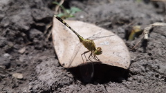 Diplacodes trivialis