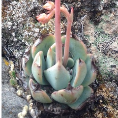 Echeveria subalpina