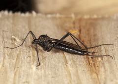 Nephrotoma altissima