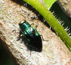 Chrysobothris sauteri