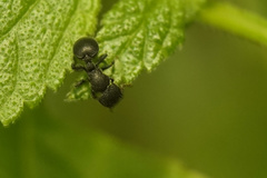 Cataulacus granulatus