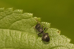 Cataulacus granulatus