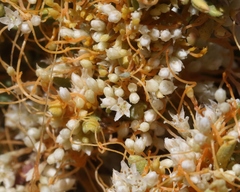 Craspedolepta martini