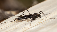 Nephrotoma altissima