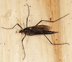 Nephrotoma altissima