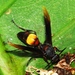 Banded Paper Wasp - Photo (c) mango201188, some rights reserved (CC BY-NC), uploaded by mango201188