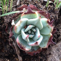 Echeveria subalpina
