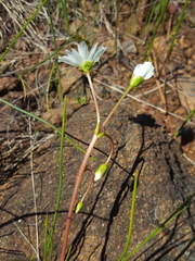 Lewisia oppositifolia