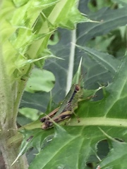 Parapodisma setouchiensis