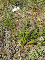Lewisia oppositifolia