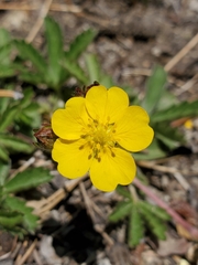Potentilla gracilis fastigiata