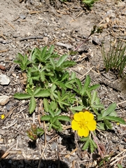 Potentilla gracilis fastigiata
