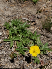 Potentilla gracilis fastigiata
