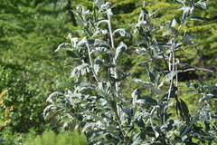 Salix alaxensis