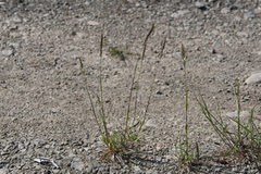 Trisetum agrostideum