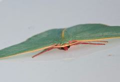 Chlorocoma assimilis