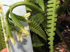Eulophia cernua