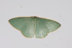 Chlorocoma assimilis