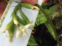 Eulophia cernua