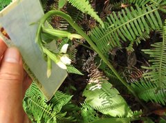 Eulophia cernua