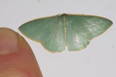 Chlorocoma assimilis