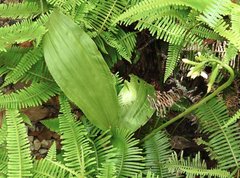 Eulophia cernua