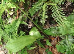 Eulophia cernua